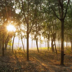 Saddle Seat Stool 9 Saddle Seat Stool -The Yarn Haven rubber plantation 00883.1543861201