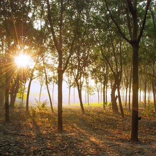 Saddle Seat Stool 5 Saddle Seat Stool - Image 5